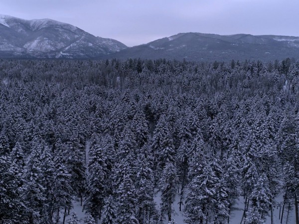 Дикая Монтана