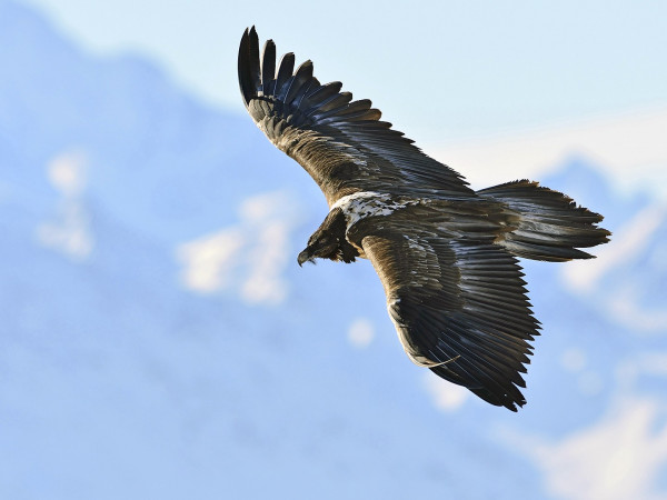 В европейской глуши (2)