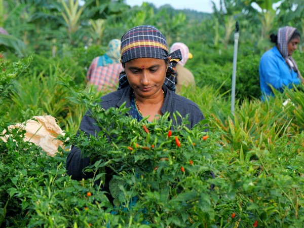 Искусство выращивать чили