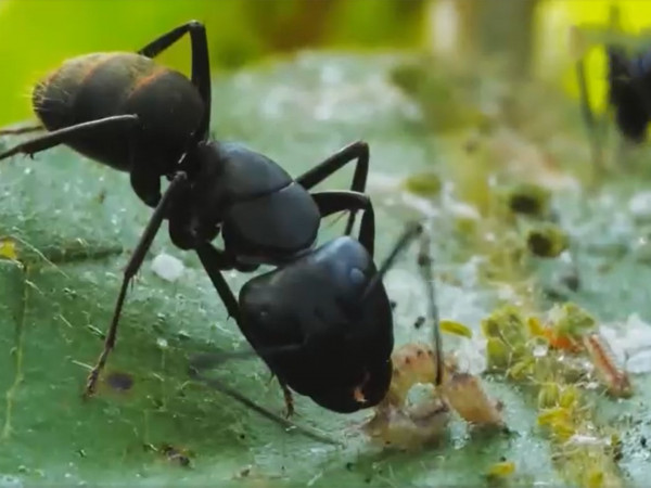 Тайное королевство
