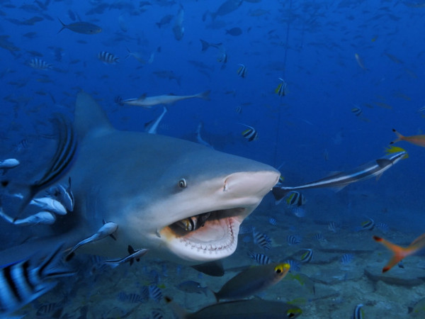 Самая огромная акула-бык