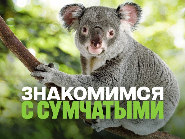 Знакомимся с сумчатыми