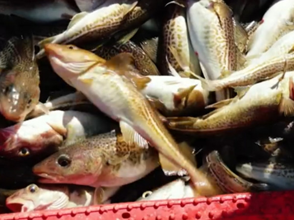 Балтийский лов