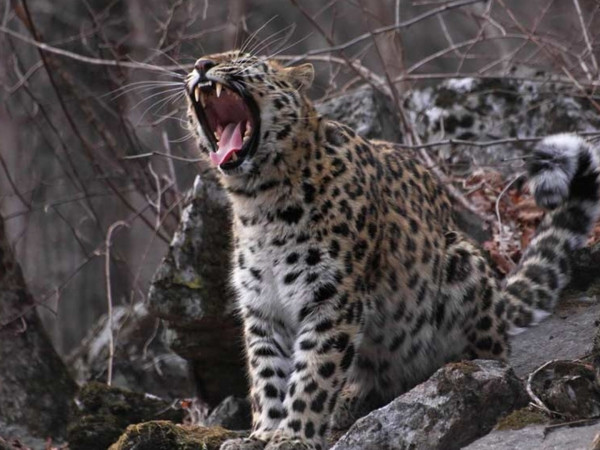 Хранители земли леопарда