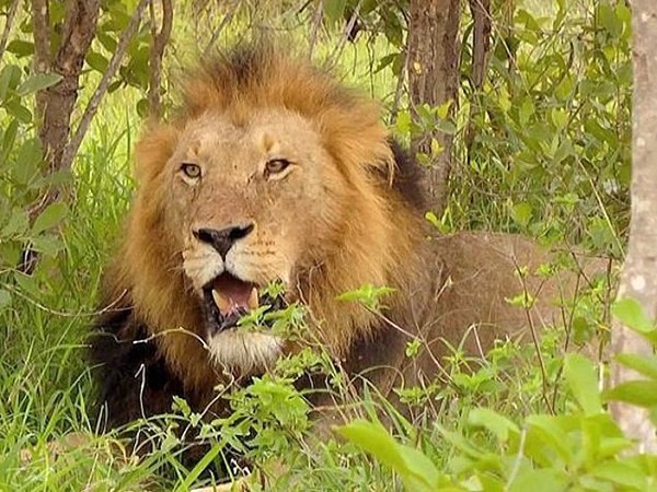 Дикая Южная Африка. Большая пятерка