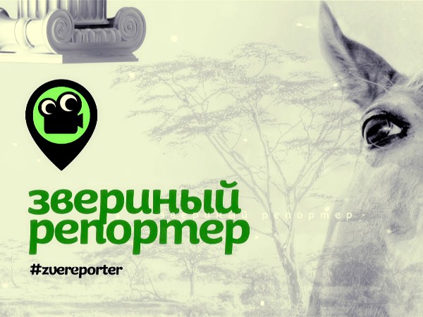 Звериный репортёр