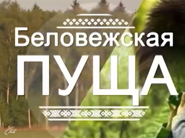 Беловежская пуща (2)