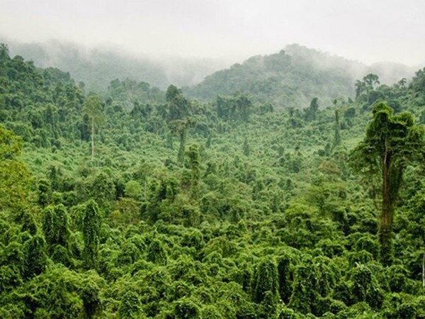 Выжить в джунглях