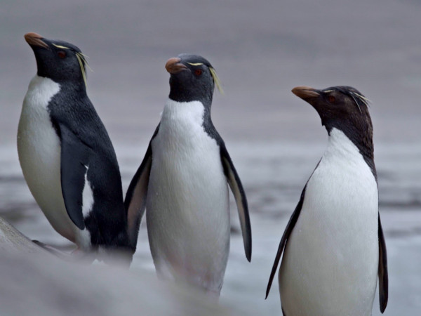 Альбатрос и пингвин (2)