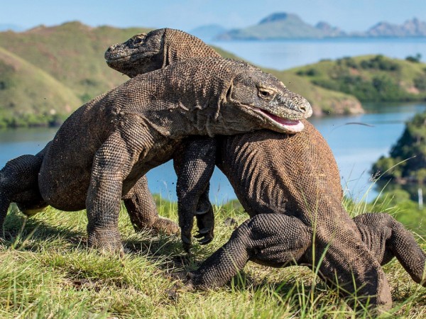 Драконы с острова Комодо. История любви