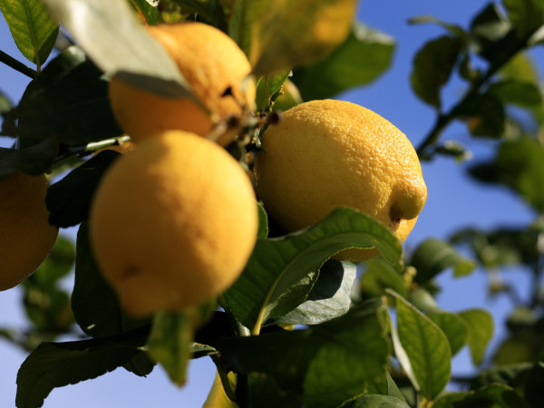 Искусство выращивать лимоны