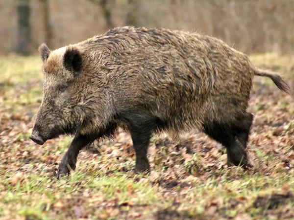 Охота на кабана с луком с Евгением Шеляпиным