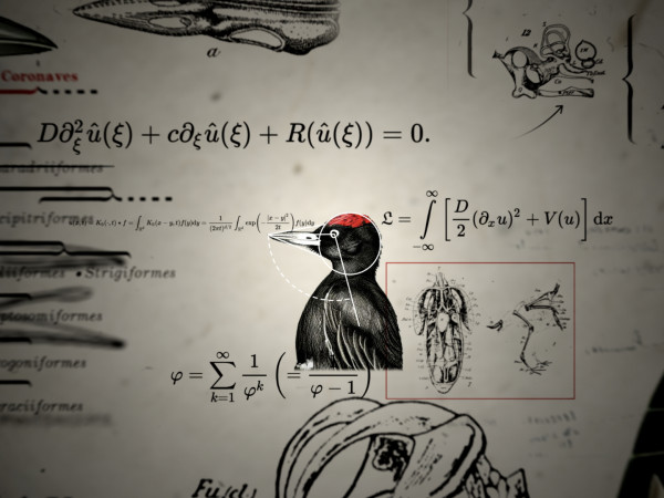 Доктор дятел