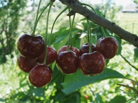 Сельсовет