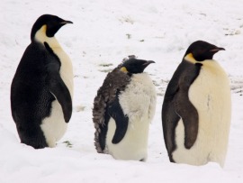 Пингвины. Знакомство с семейством
