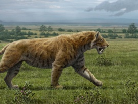 Эра больших кошек