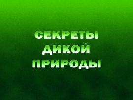 Секреты дикой природы