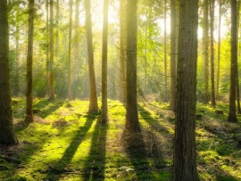 О деревьях и лесах. Невидимый мир