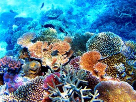 Большой Барьерный риф — живое сокровище