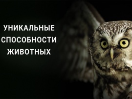Уникальные способности животных (2)