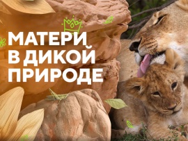 Матери в дикой природе