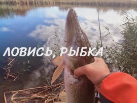 Ловись, рыбка (2)