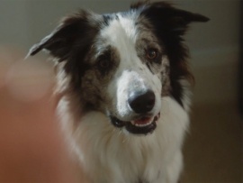 Лохматый патруль