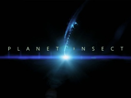 Планета насекомых
