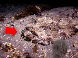 Морские обитатели с которыми лучше не сталкиваться