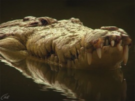 В логове крокодила