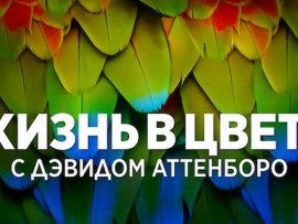 Жизнь в цвете с Дэвидом Аттенборо