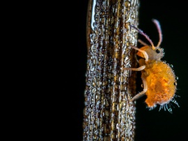 Тайные солдаты Земли