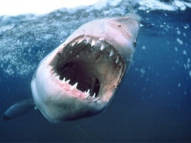 Океанские хищники