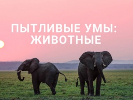 Пытливые умы: Животные