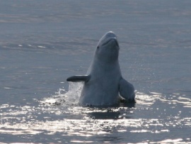 В прятки с полярными китами