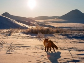 Неукротимая Чукотка