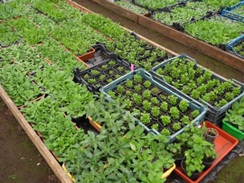 Сезон рассады. Теплица