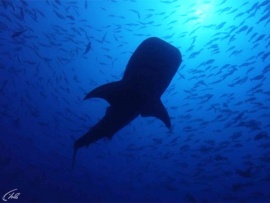 Там, где встречаются океаны