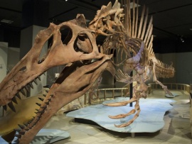 Взлет и падение тираннозавров