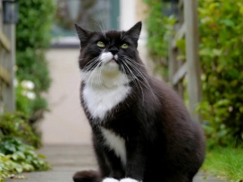 Научные факты о котиках