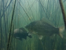 Пресноводная стихия и ее обитатели