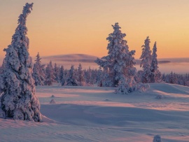 Дикая Лапландия