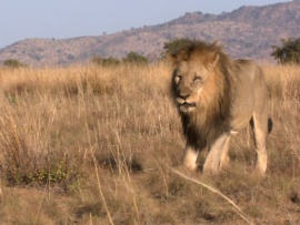 Невероятная жизнь в Африке