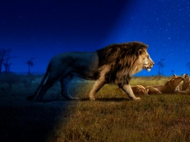 Земля ночью в цвете