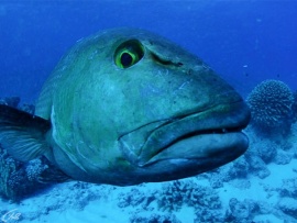 Воины новой волны