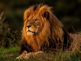 Власть львов (2)