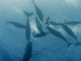 Титаны морей: семейные дела (2)