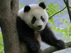 Четыре сезона в королевстве панд