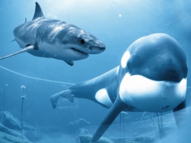 Акула против кита