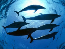 Морские млекопитающие: чемпионы глубин
